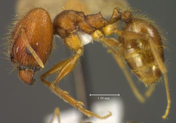 Media type: image;   Entomology 34393 Aspect: habitus lateral view